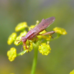 Sepedon spinipes