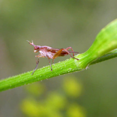 Sepedon spinipes