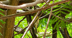Phylloscopus canariensis