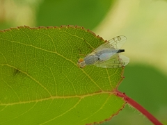 Acanthiophilus helianthi