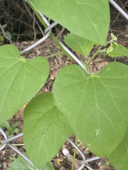 Matelea edwardsensis