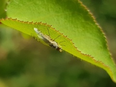 Acanthiophilus helianthi