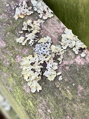 Lecanoromycetidae