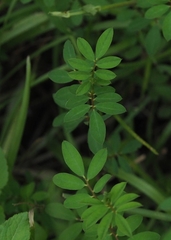 Indigofera hendecaphylla