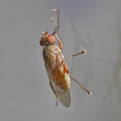 Pherbellia dubia