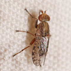 Pherbellia schoenherri