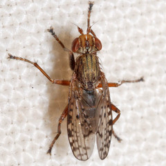 Pherbellia schoenherri