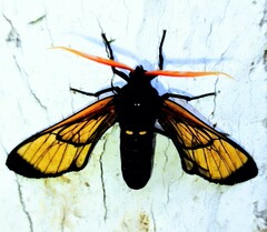 Isanthrene perboscii