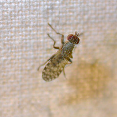 Pherbellia schoenherri