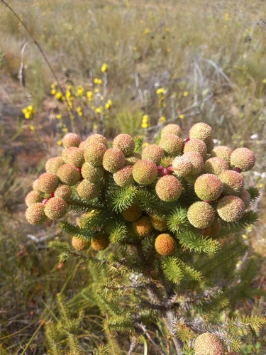 Image of Berzelia galpinii by (c) kevin koen, some rights reserved (CC BY-SA)