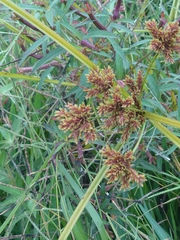Cyperus imbricatus