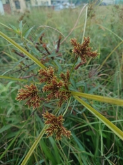 Cyperus imbricatus