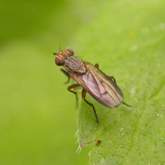 Pherbellia cinerella