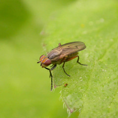 Pherbellia cinerella
