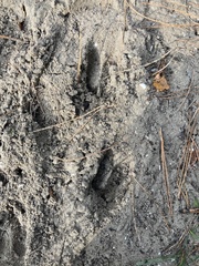 Capreolus capreolus