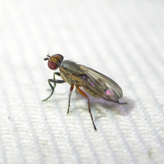 Pherbellia cinerella