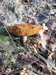 Suillus collinitus