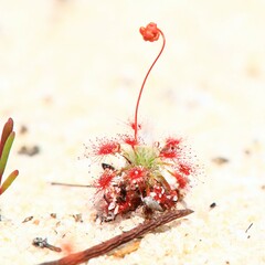 Drosera minutiflora