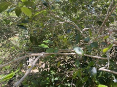 Olea capensis