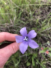 Wahlenbergia marginata