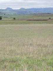 Anthropoides paradiseus