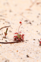 Drosera minutiflora