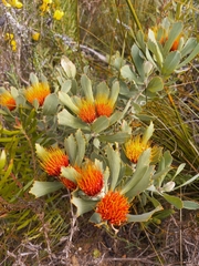 Leucospermum mundii