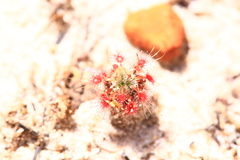 Drosera minutiflora