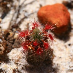 Drosera minutiflora