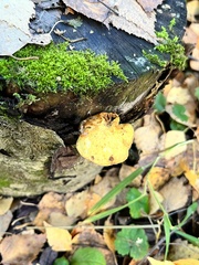 Tapinella panuoides