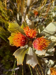 Leucospermum mundii