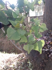 Erythrina lysistemon