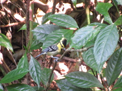 Machlolophus spilonotus