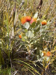 Leucospermum mundii