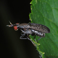 Coremacera marginata