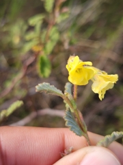 Hermannia althaeifolia
