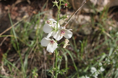 Verbascum blattaria