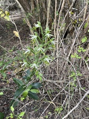 Bonatea speciosa
