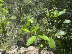 Olea capensis