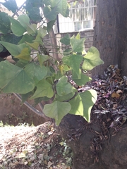 Erythrina lysistemon