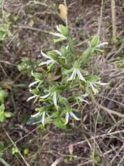 Bonatea speciosa