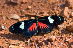 Heliconius doris