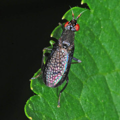 Coremacera marginata
