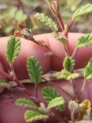 Hermannia althaeifolia
