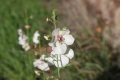 Verbascum blattaria