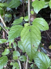 Dendrocnide photiniiphylla