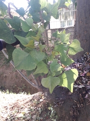 Erythrina lysistemon