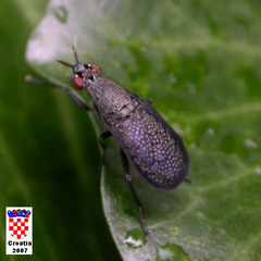 Coremacera marginata