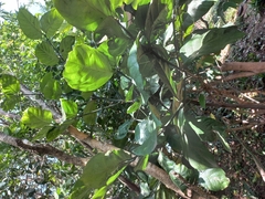 Oxyanthus