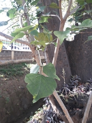 Erythrina lysistemon